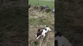 7 month old Springer Spaniel having a hunt. #gundogtraining #hunting #birddog