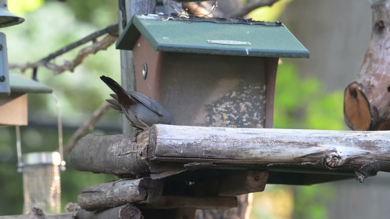 2025_04_27 Grey Catbird - Montgomery County, PA (slow motion)