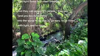 Remotely Guided Forest Bathing Walk - Jan 23, 2022