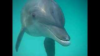 Happy Dolphin