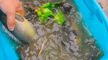 Câu cá rô đồng khủng trên ruộng cỏ | toàn cá rô đồng cụ tổ