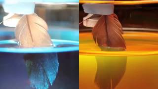 Feather Shape, Chemistry Keep Diving Birds Dry