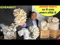 आयस्टर मशरूम की खेती घर पे करें आसानी से  How Grow Oyster Mushroom at HOME  हिंदी में सीखें