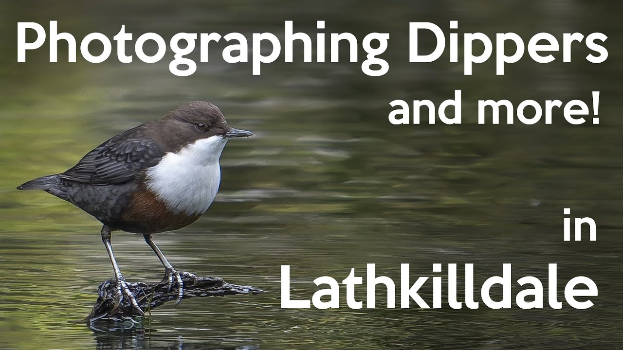 Очень захватывающее утро, когда фотографировал медведей и других животных в Латкилдейле.