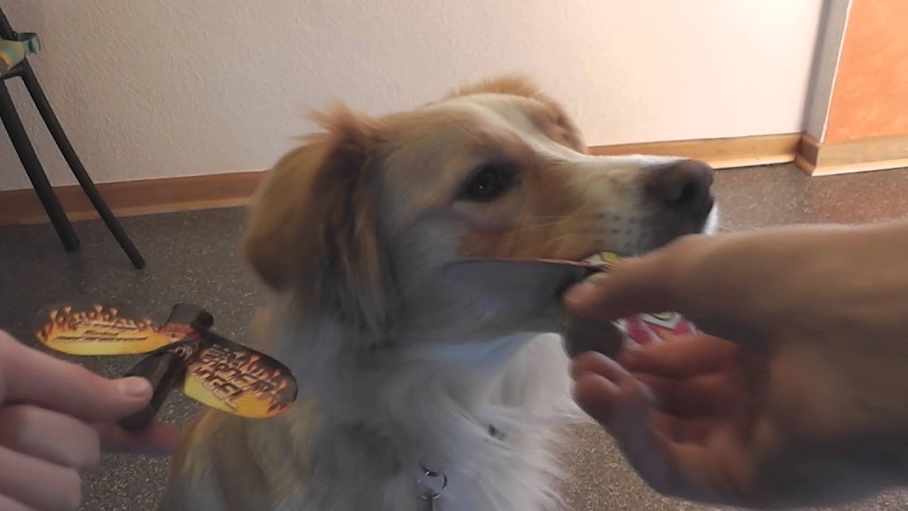 Beste Fontänen 2013 Orakel (feat Hund) + BONUS [1080p Full HD] YouTube