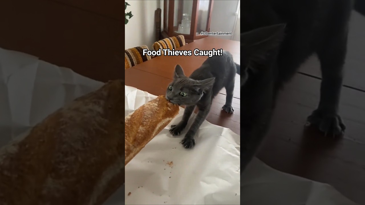 Cats Caught Stealing Food 😹🍕 