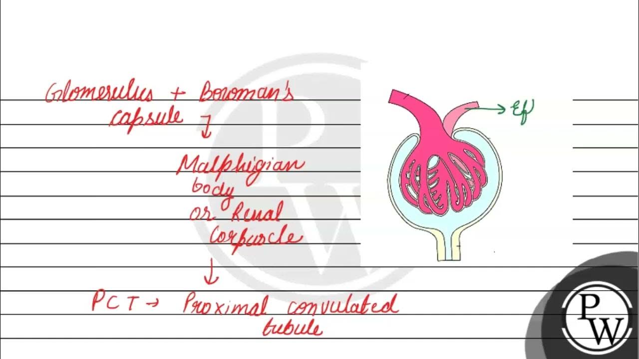 Draw a diagram of Malpighian body? Why is the blood pressure higher in