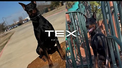 Doberman Building Confidence