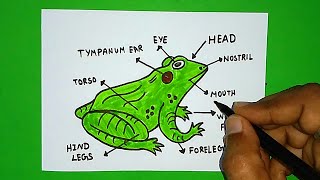 How To Draw A Frog Very Simple & Easy | Parts of a Frog | Labeled Diagram Of Frog