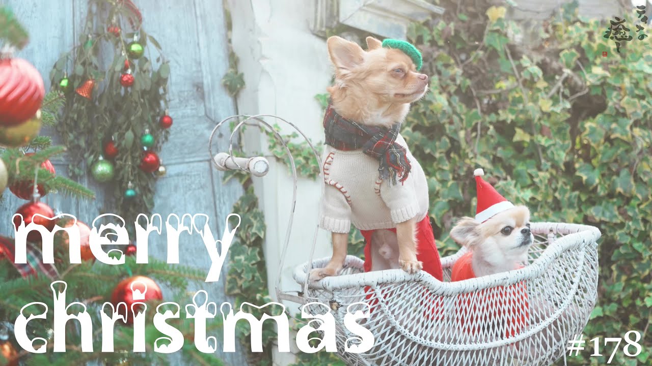 【クリスマス】茨城県にある素敵なドッグランで、運命の出逢い...！？【チワワ】