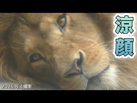 根付　虎親子 Husband wants to touch, wife avoids.Daughter gives dad a