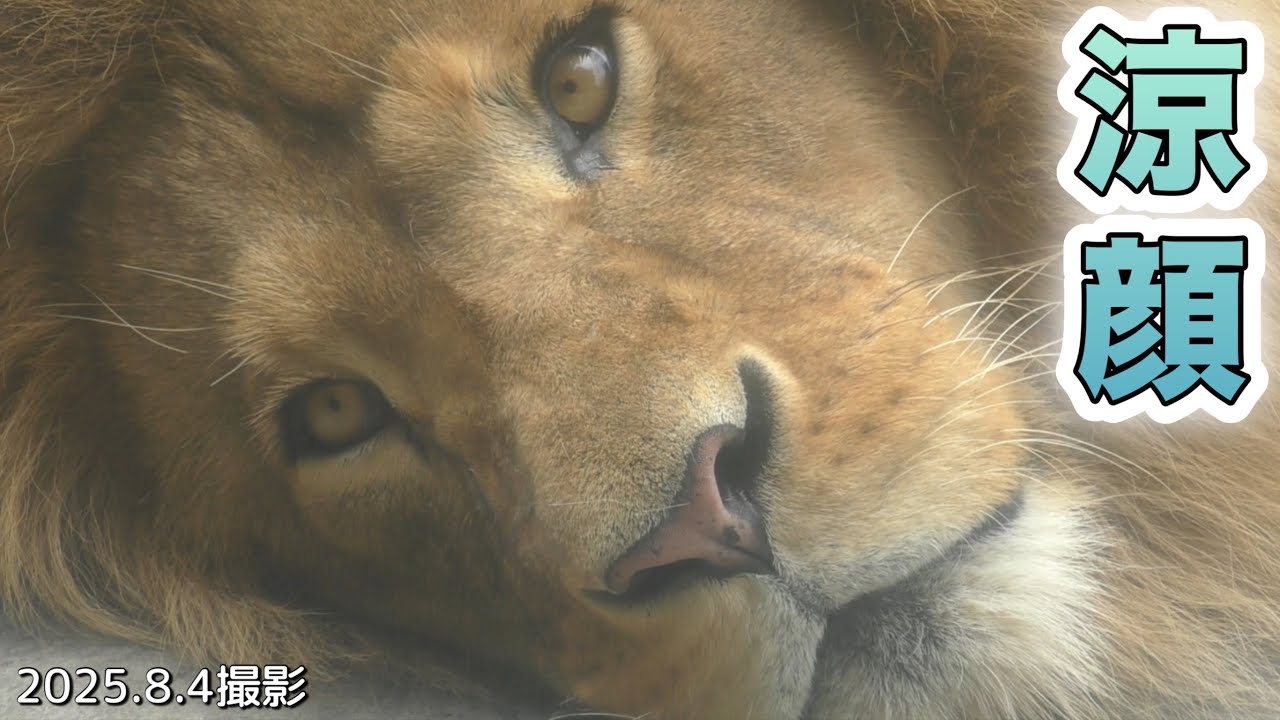 【希少】GINZA WAKO ライオン親と子 Tiger watching Mom from the Pool?!Tiger with a slumped