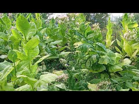 Ливень с ураганным ветром сделали свое дело !