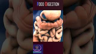 Food Digestion in Intestines #shorts #intestine