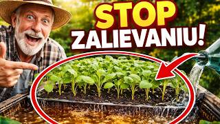 ❌ STOP ZALIEVANIU! Prečo som prestal zalievať priesady obyčajnou vodou (A úroda je obrovská!)