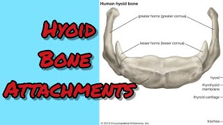 Hyoid bone attachments
