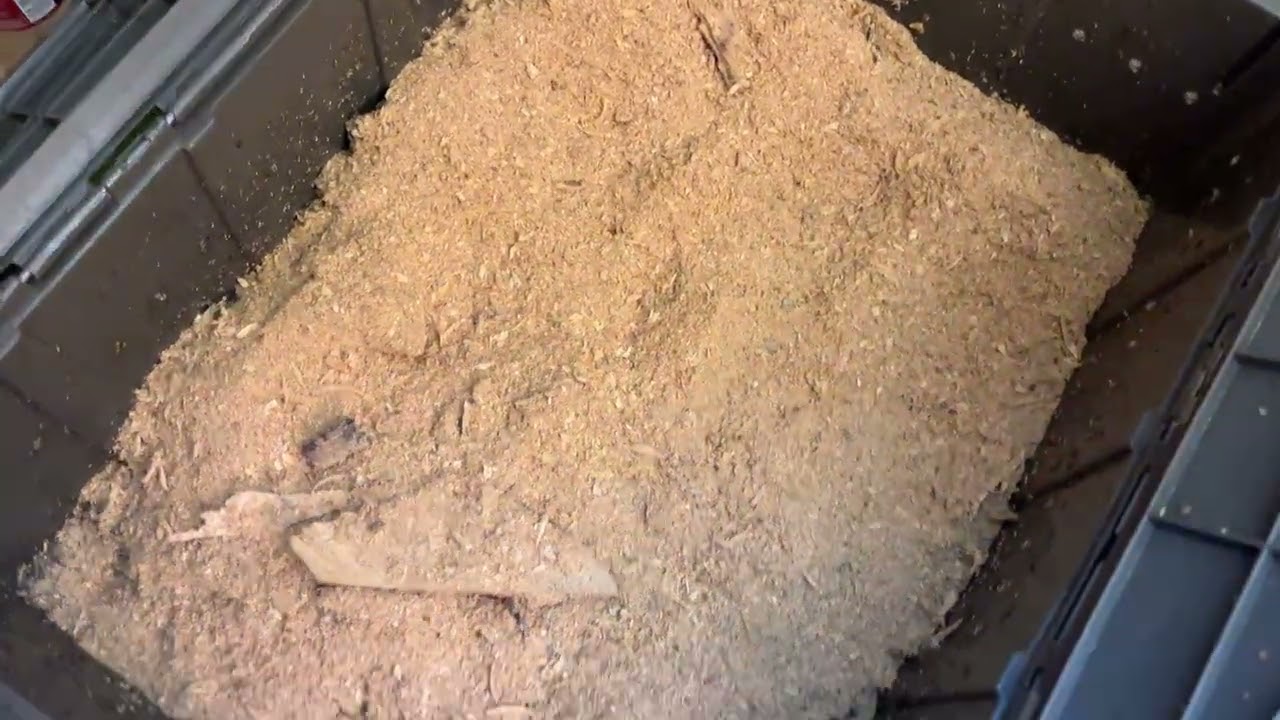 Борьба с грибными комарами в компостной яме с помощью опилок — сработает ли это? | Дневник фермер...