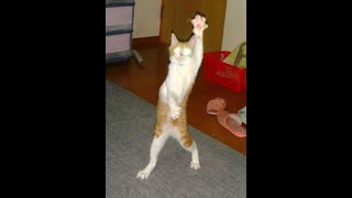 Dancing Cats and Funny Cats Moments by FUNNY CAT SWEET 361 views 3 years ago 8 minutes, 18 seconds