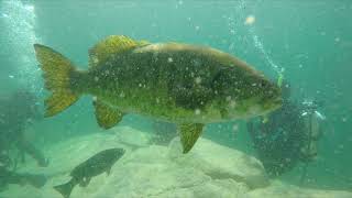 BIG FISH BITES MY FINGER Scuba Diving in abandoned Quarry in Amberg, WI Find Treasures Bass Fishing