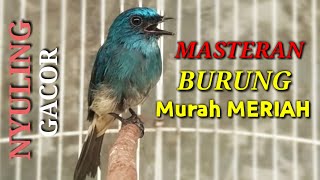 Masteran Tledekan Biru Gacor