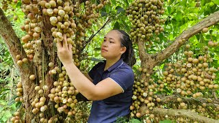 Harvesting Natural Fruits Goes to the market sell - Animal care - Ly Thi Ca