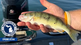 Bow hunting, Perch Fishing, Upland hunting; Michigan Out of Doors TV #2344