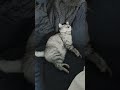 Knocked out 💤 #khaleesicirilla #catsofyoutube #cat #catshort #youtubepets #sleepingcat