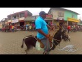 La cuarta carrera de Burros en  Puerto Limon - Santo Domingo de los Taáchilas