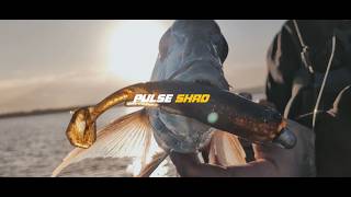 INZEPTION SERIES: Pulse Shad - ZEREK INNOVATION