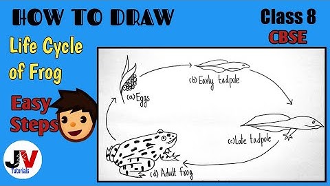 Diagram of life cycle of frog|how to draw life cycle of frog easily