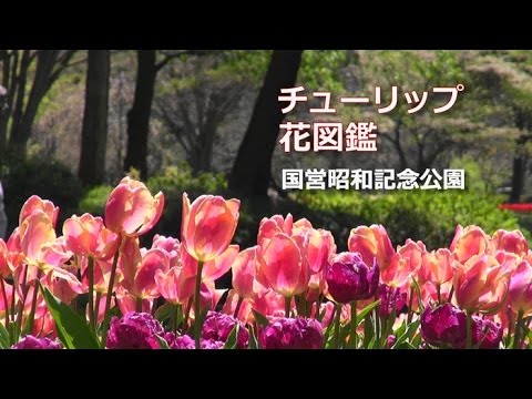 昭和記念公園 チューリップ花図鑑 Youtube