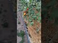 Чёрные помидоры