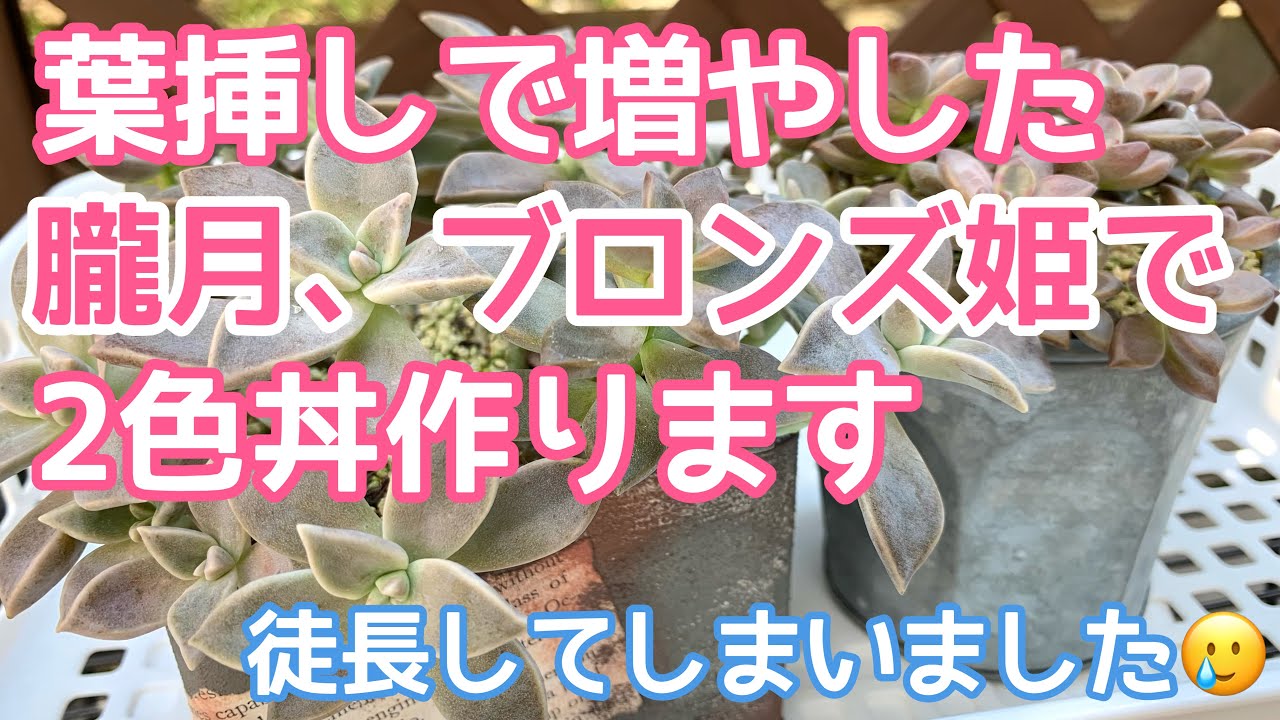 vlog#84】【多肉植物】1年育てた葉挿しで2色丼作ります❣️朧月と