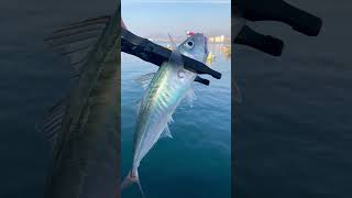 Pesca Ultra Ligera Chile Coquimbo IV Región #pescaultralight #pescacoquimbo #ajing #chile
