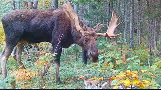 Wounded Giant Bull Moose | Wildlife Trail Cameras | 2023 (camera 5)