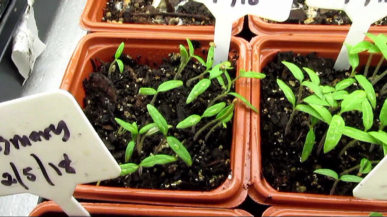 Spring and summer USE BLACK KOW YouTube