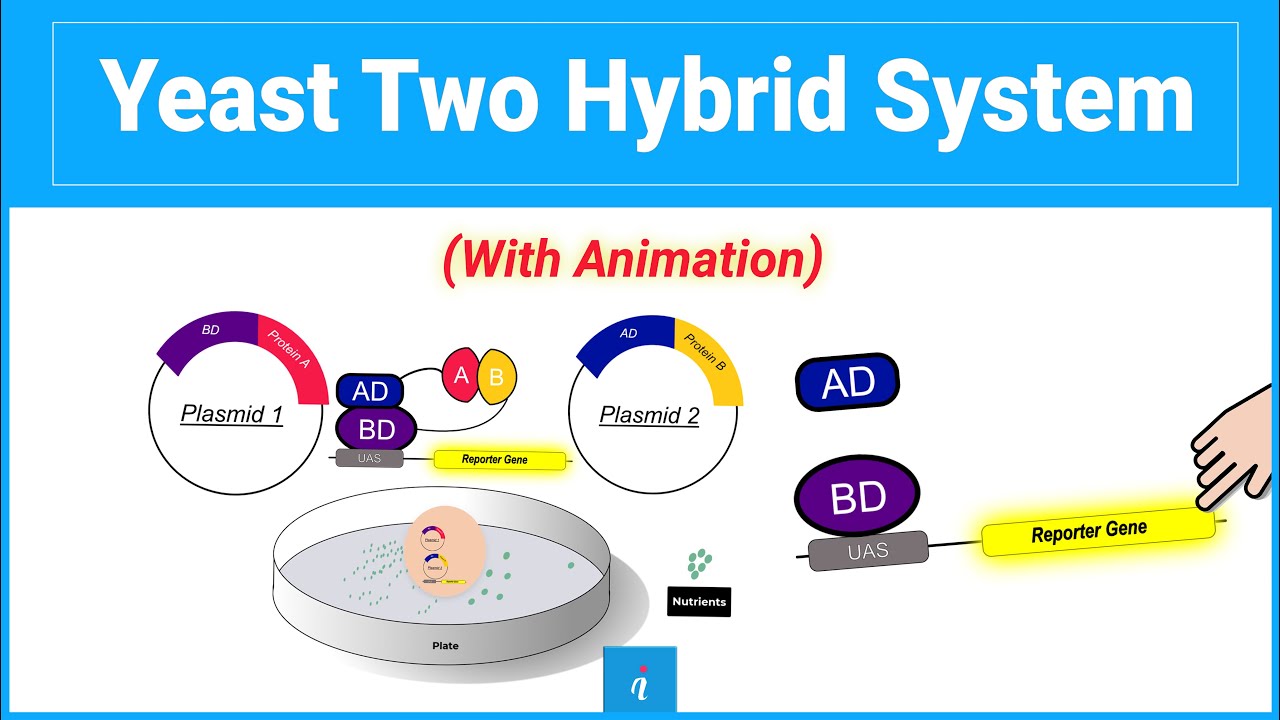 Yeast Two Hybrid System | Protein-Protein Interaction (Animation) - YouTube