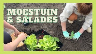 Werken In De Moestuin Salade Maken Zelf Gekweekte Groenten Uit Groenten Tuin.