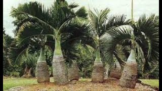 Bottle Palm, Hyophorbe lagenicaulis, Large Trees and Palms For Sale in Florida, #palmtrees, #trees