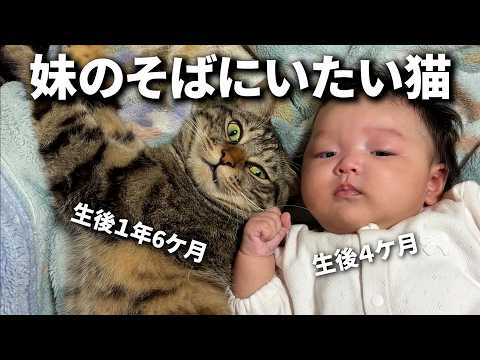 妹のそばにいたがるお兄ちゃん猫【猫＆赤ちゃん】