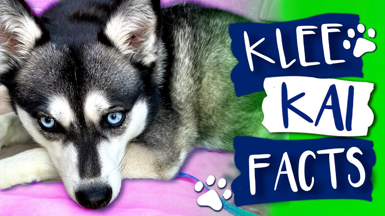 5 Facts About Alaskan Klee Kai