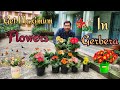 Caring of Gerbera for Getting Maximum Flowers