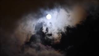 Wolf Howling At The Moon