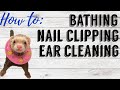 HOW TO: Ferret Bathing, Nail Clipping, Ear Cleaning | Pazuandfriends