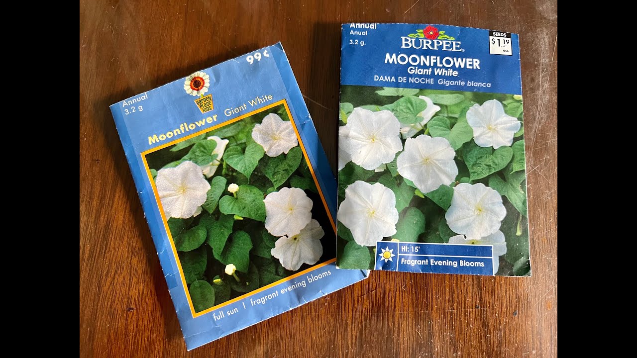The Secret to Germinating Moonflowers