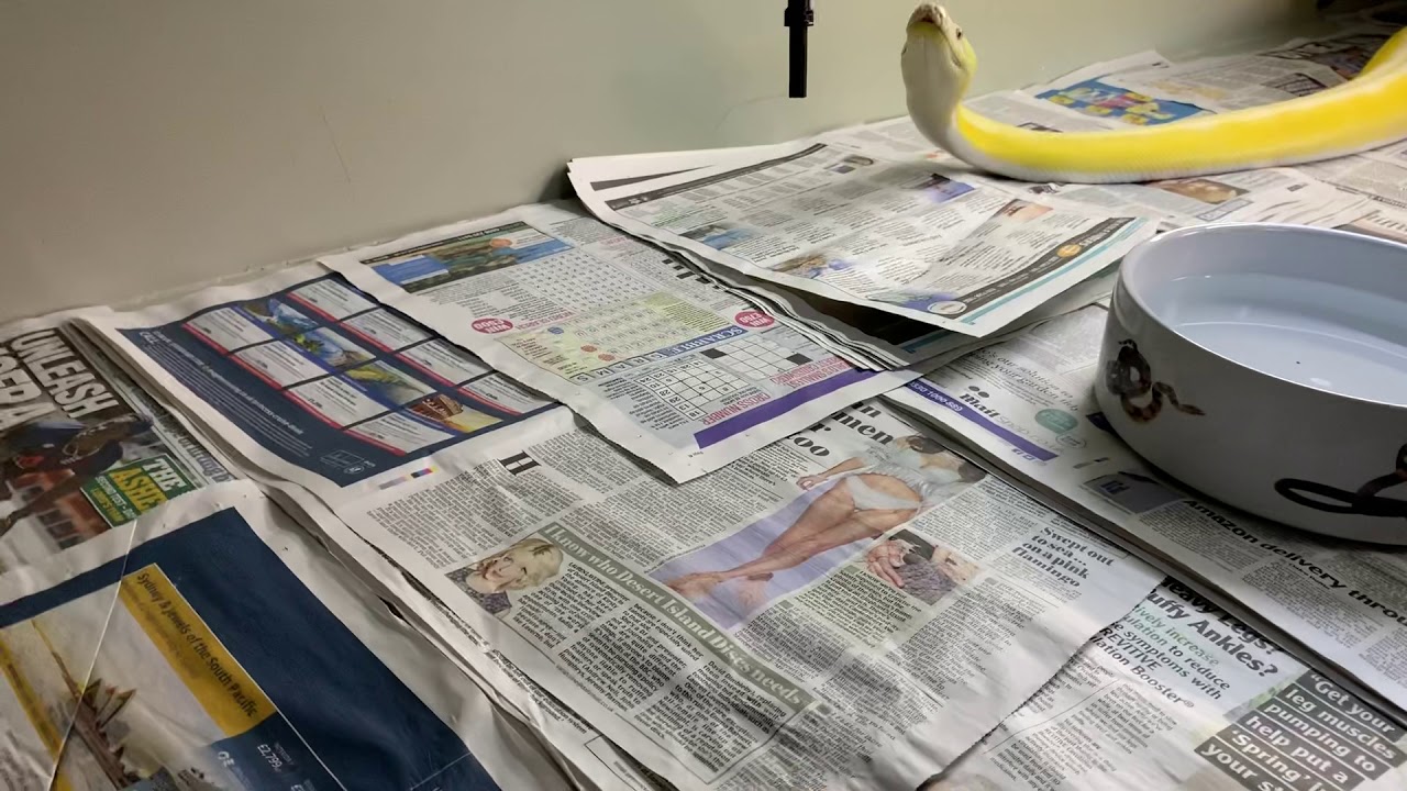 camera iphone 8 plus apk Training my Retic to come to me.