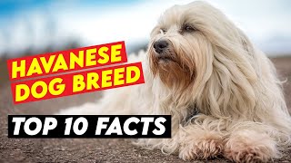 Top 10 Facts About The Havanese Dog Breed