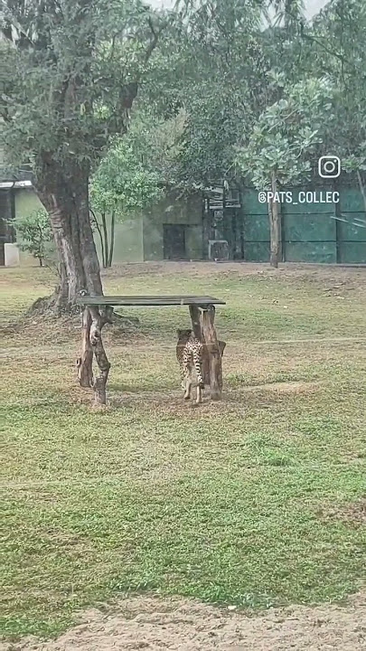 Mysore zoo - Cheetah 🐆 #cheetah #mysorezoo #2022