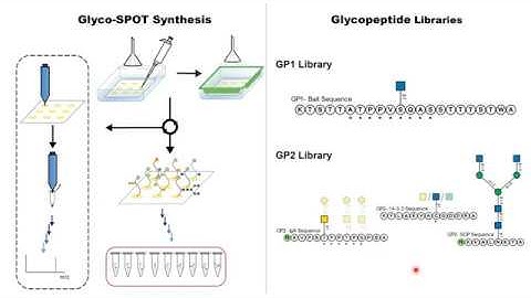 An overview of our paper "Parallel Glyco-SPOT Synthesis of Glycopeptide Libraries"