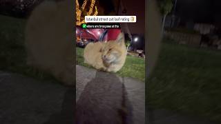 Loaf rating of a ginger cat with a fez. He got that fez on tho.